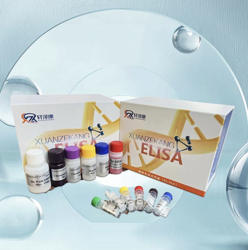 人β氨基己糖苷酶A（β-Hex A）ELISA檢測試劑盒